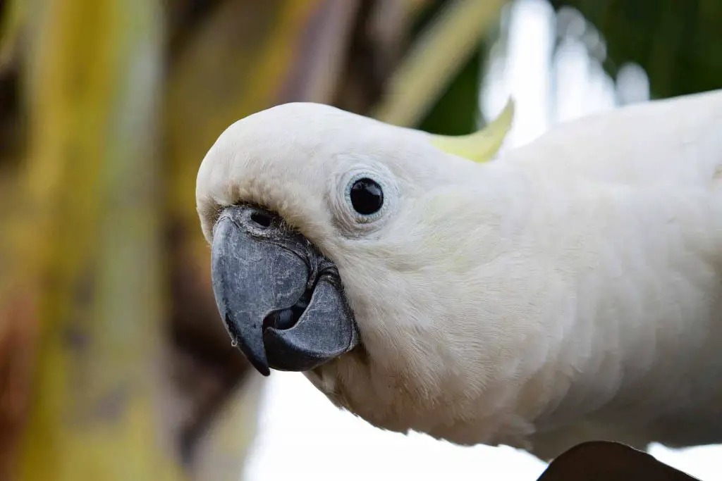 Cockatoos can live more than 80nyears.