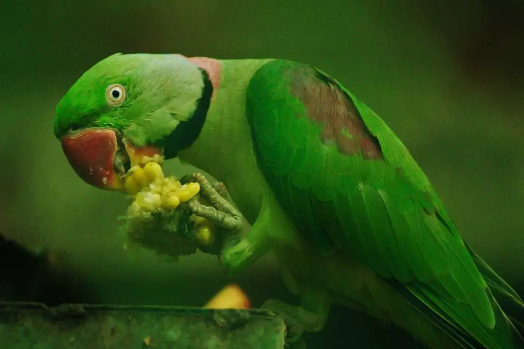 bird food is most important thing for pet birds. 