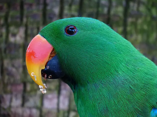 eclectus parrot should not feed artificial colouring's and added vitamins