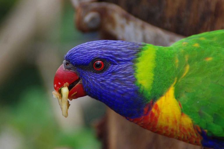 Rainbow Lorikeet has special food requirement. Pet birds are some time costly.