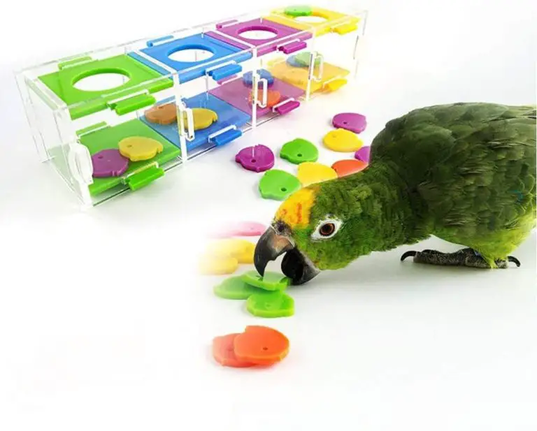 amazon parrot playing with toys.