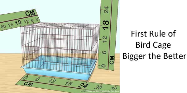 Bird Cage | Things to Consider before buying