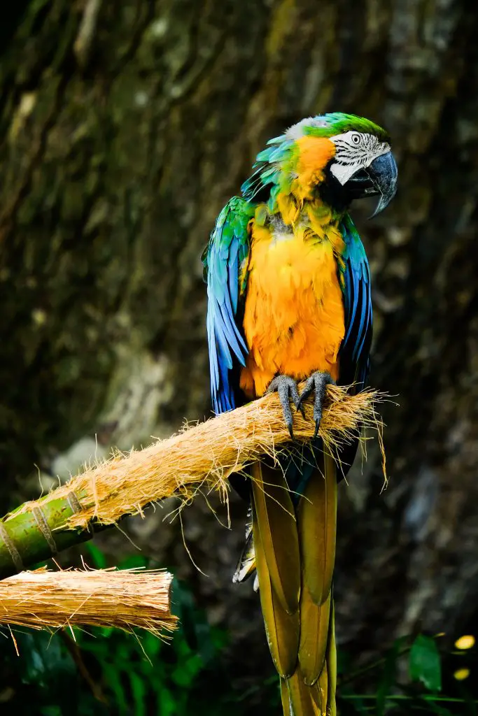 macaw chewing tree in the wild.