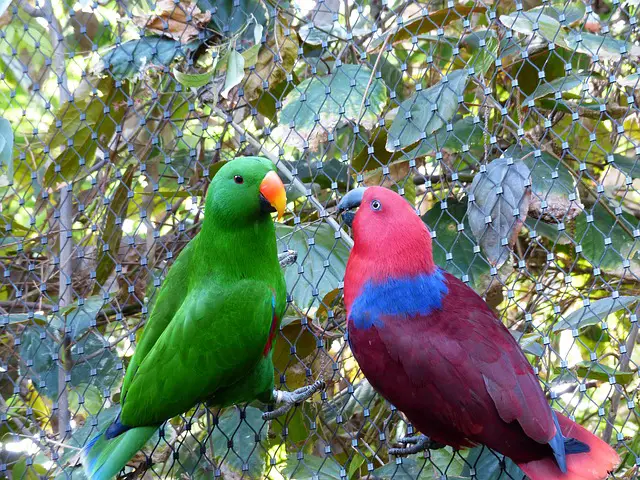 Eclectus Parrot. Male is bright green, female red.