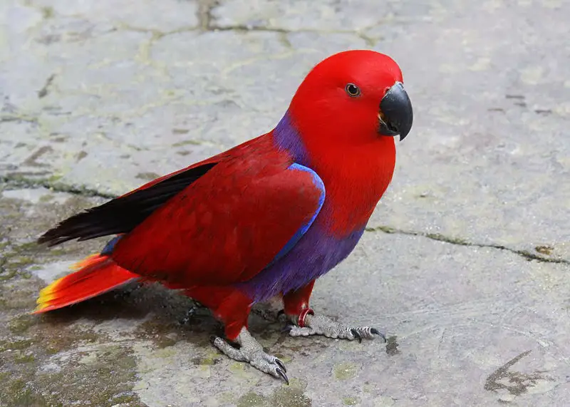 Female Eclectus Parrot. Bird Addicts.