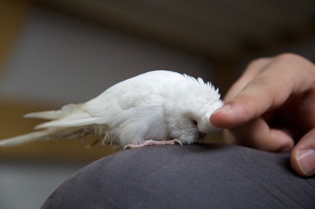 Lutino budgerigar taking head scratch. Bird Addicts.