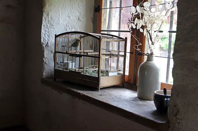 Bird Cage | Things to Consider before buying.