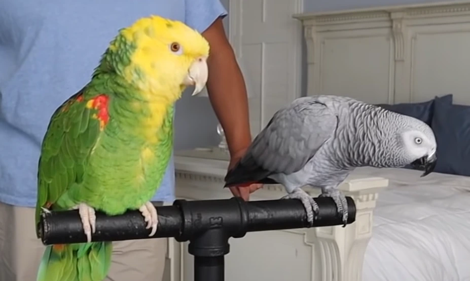 amazon parrot vs african grey parrot