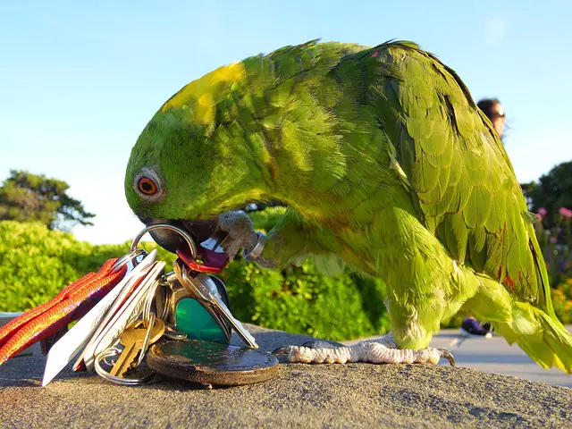 Amazons are emotionally resilient than African Greys