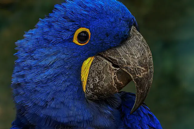 Macaws are sensetive to dust. Amazon Parrot Vs African Grey Parrot. Hyacinth Macaws are the largest Macaw.