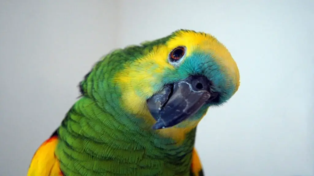 Amazon Parrot Vs African Grey Parrot