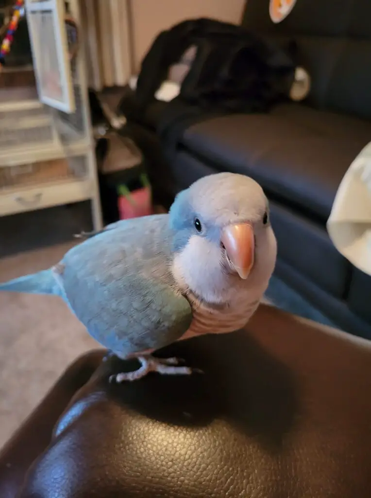 Is a quaker parrot a good pet?