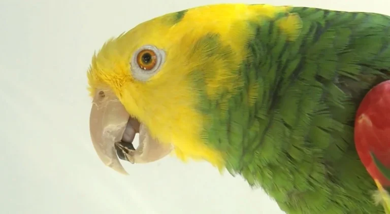 Is sunflower seed good for parrots?