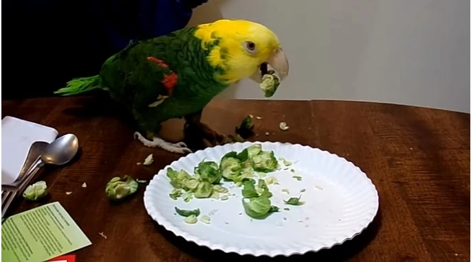 Can Birds Eat Brussel Sprouts?