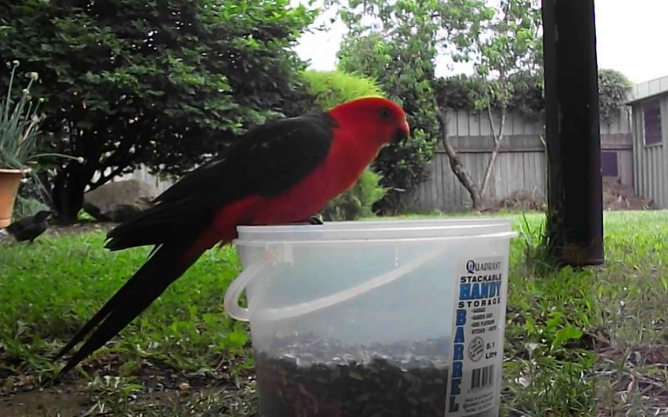 Is sunflower seed good for parrots?