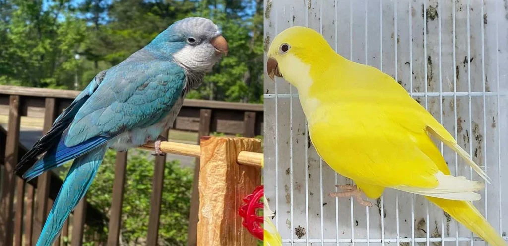 What is a Yellow Quaker Parrot