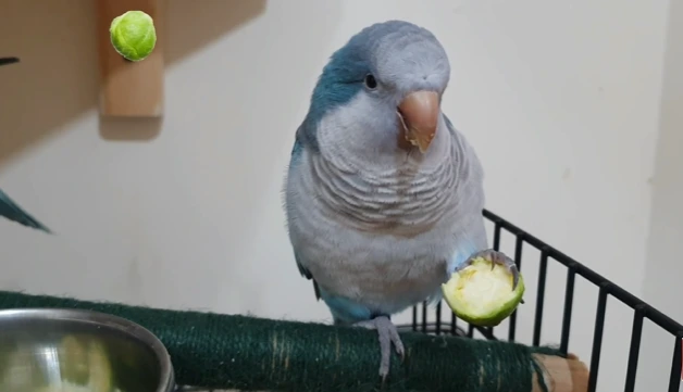 Can Birds Eat Brussel Sprouts?