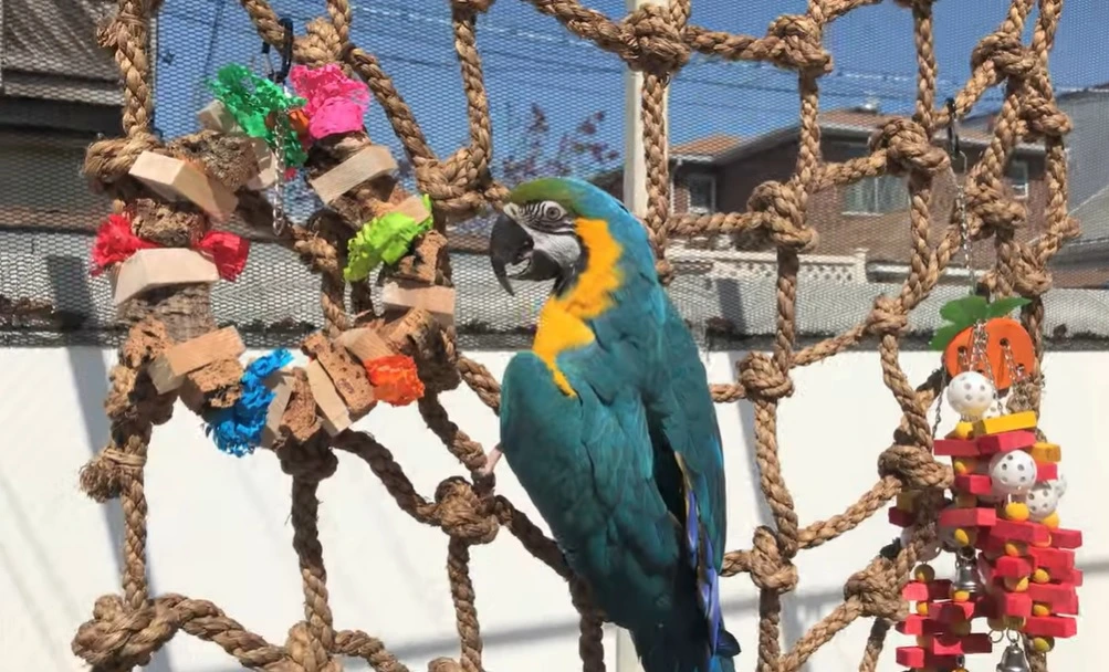 Is Acrylic Yarn Safe for Pet Birds?