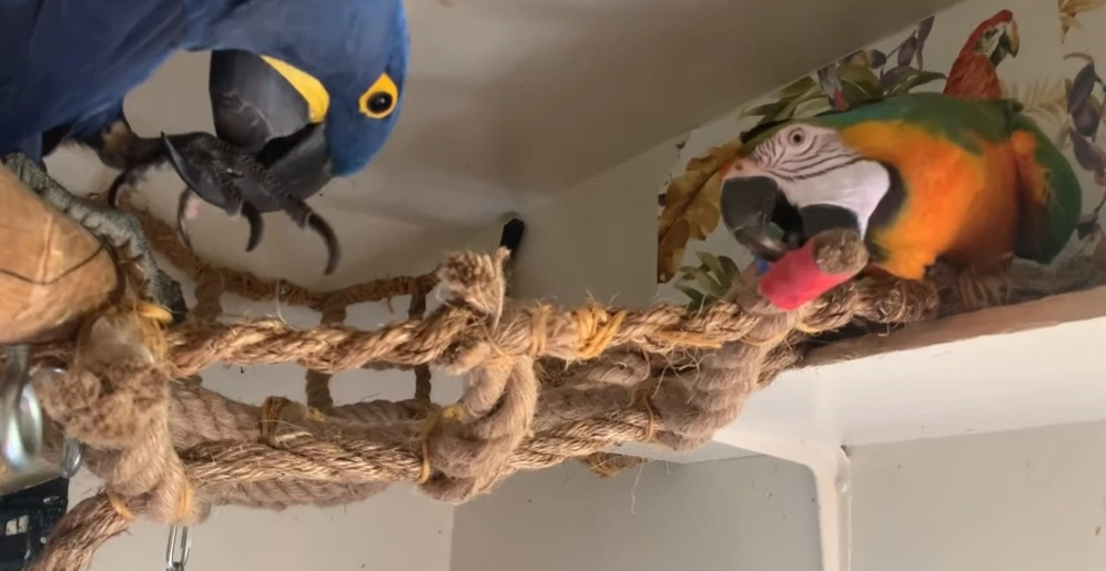 Is Acrylic Yarn Safe for Pet Birds?