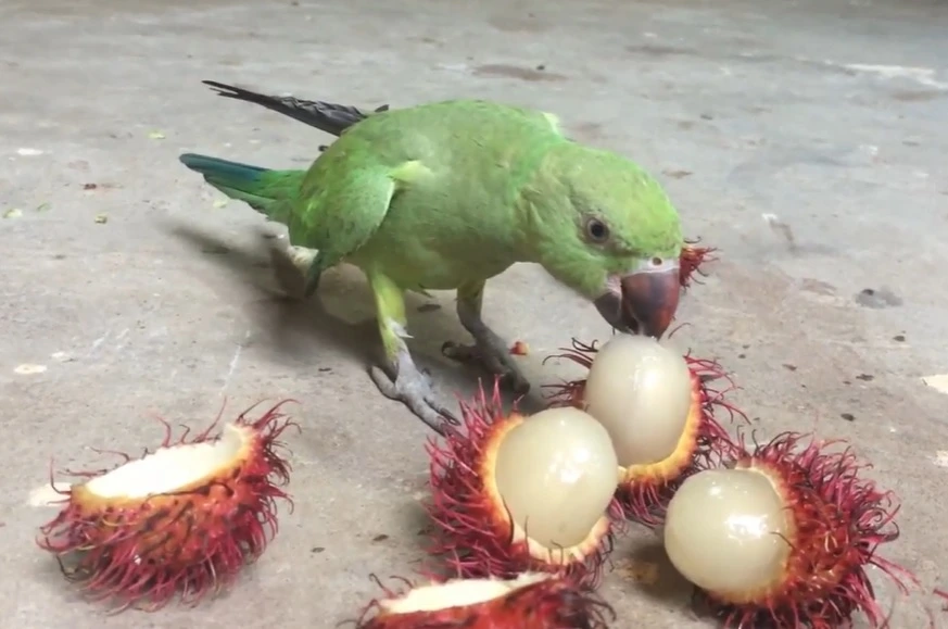 Can Parrots Have Rambutan?