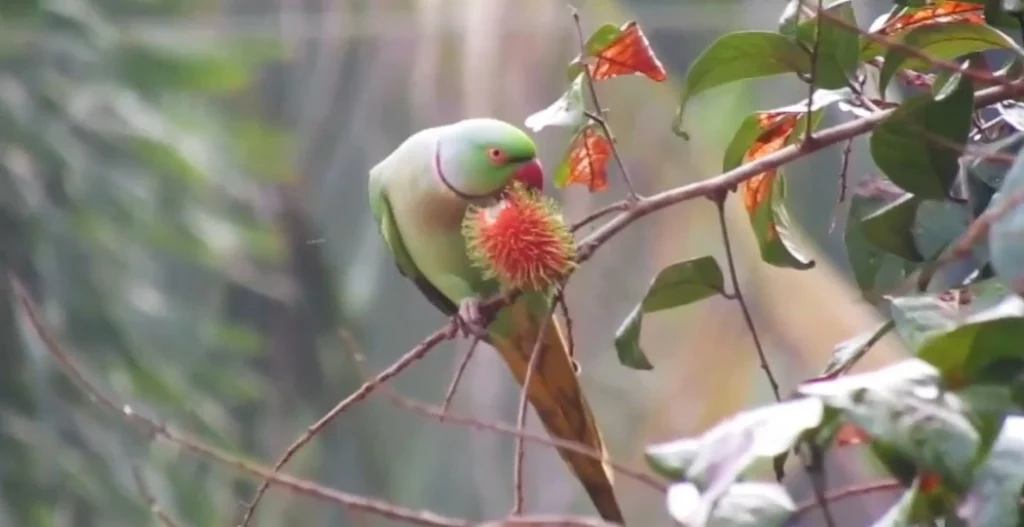 Can Parrots Have Rambutan?