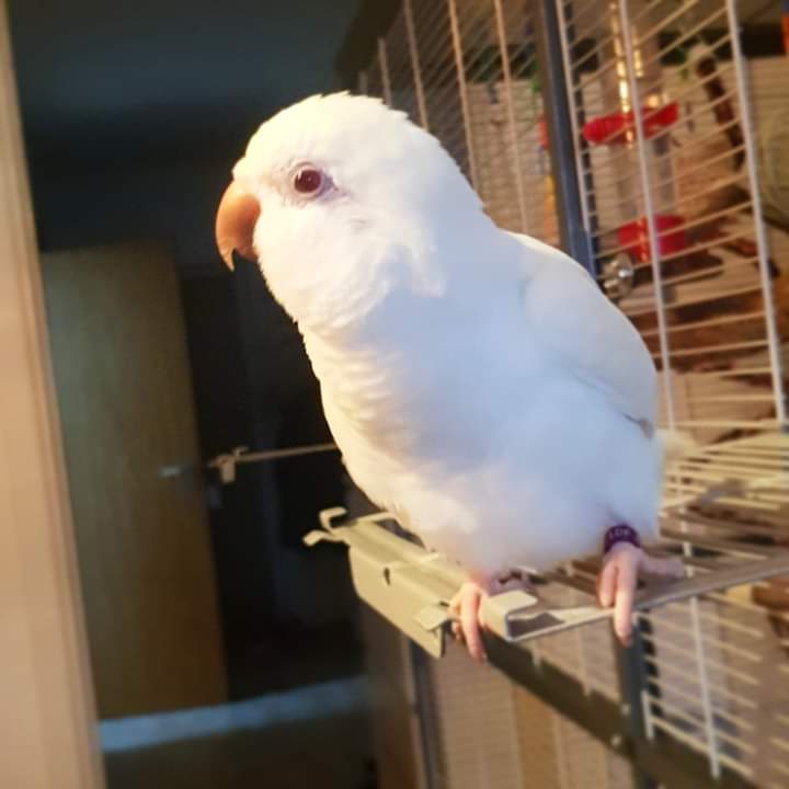 what is an albino quaker parrot?