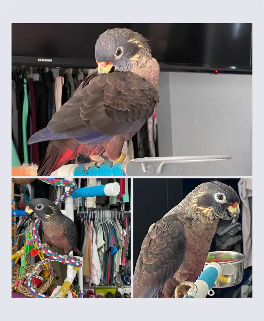What can pionus parrots eat?