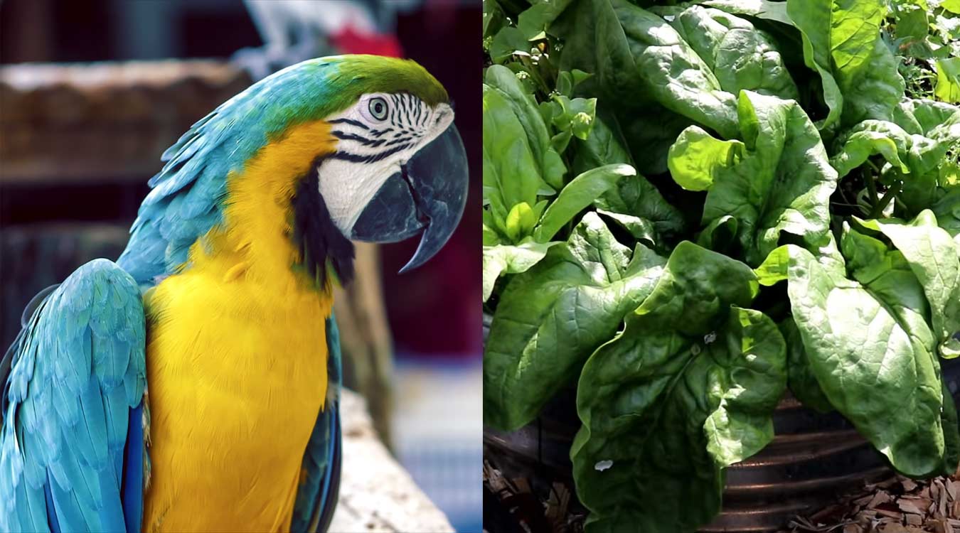 Can parrot eat spinach