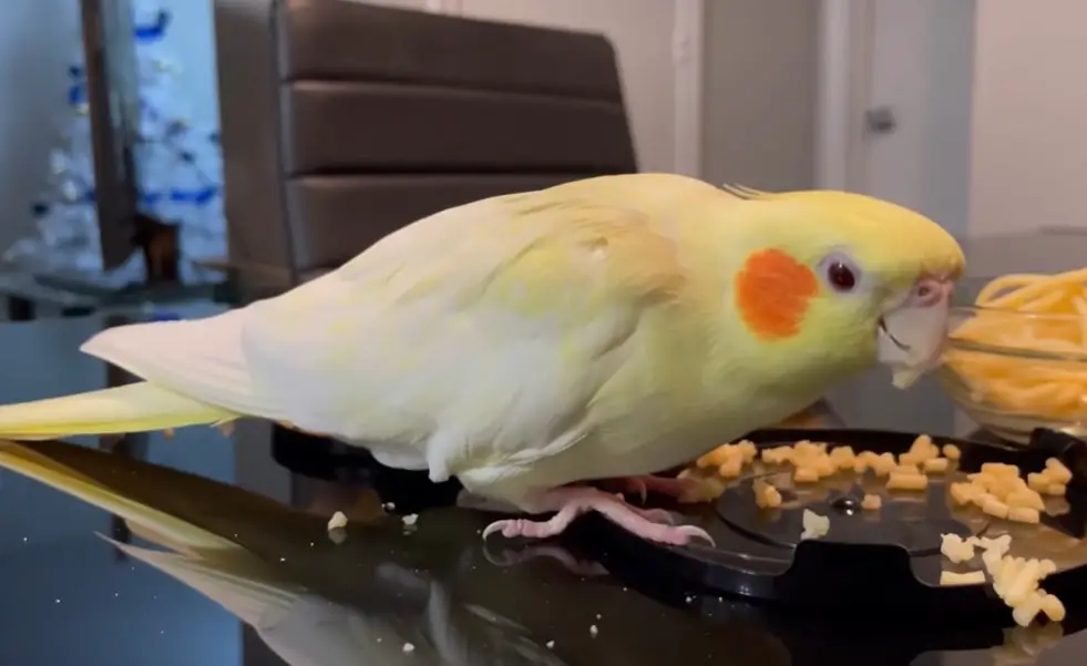 Cockatiels are not biter.