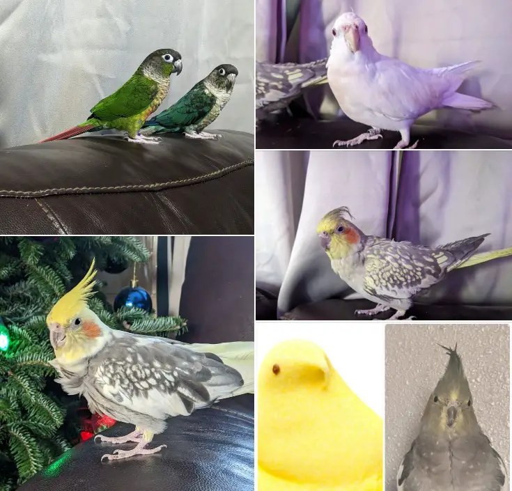 Cockatiel Vs Green Cheek Conure 