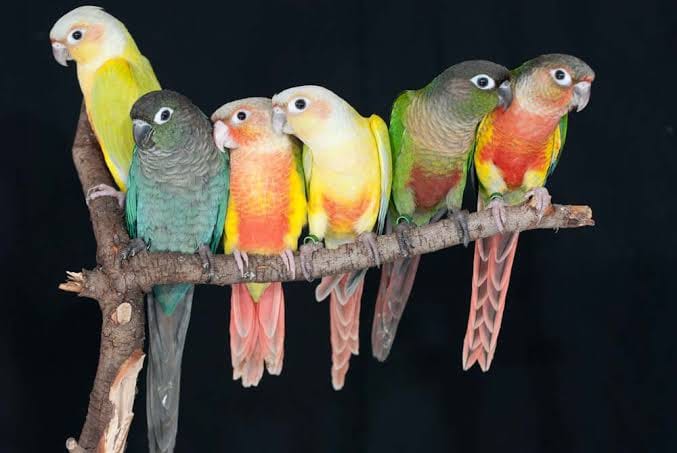 Green Cheek Conures are colorful bird