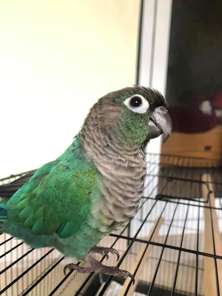 Cockatiel Vs Green Cheek Conure 