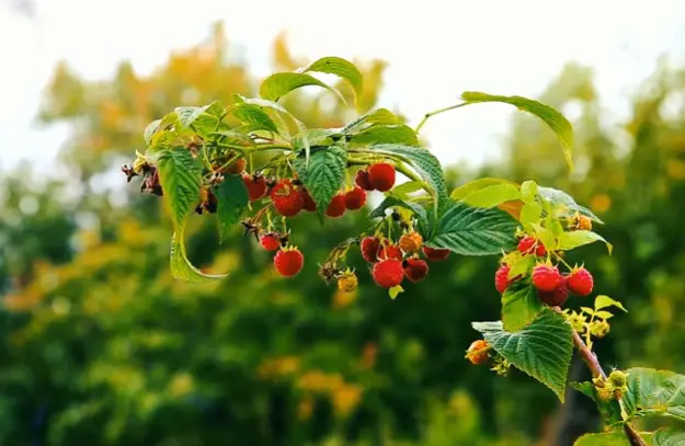 Can conures eat raspberries?