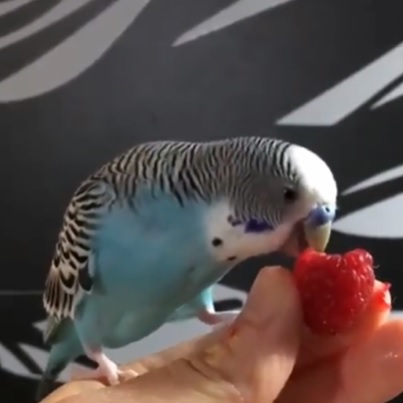 Can budgerigar eat raspberries?