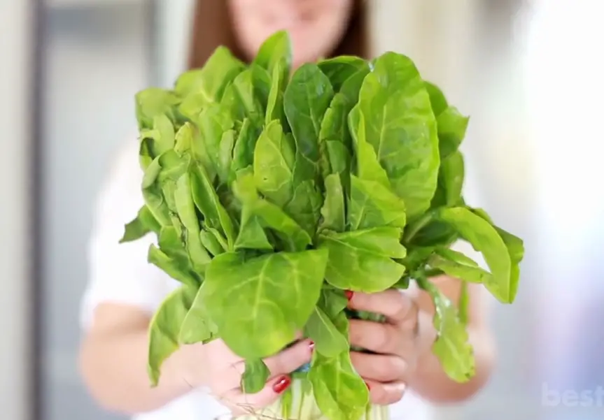 Can Parrot Eat Spinach?