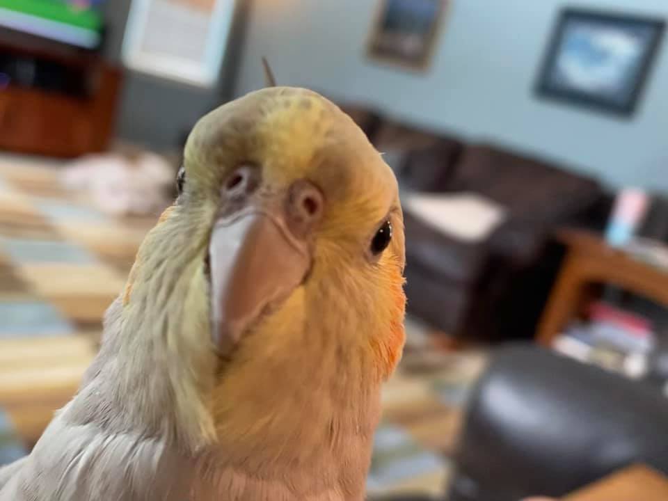 Are cockatiels good for beginners?