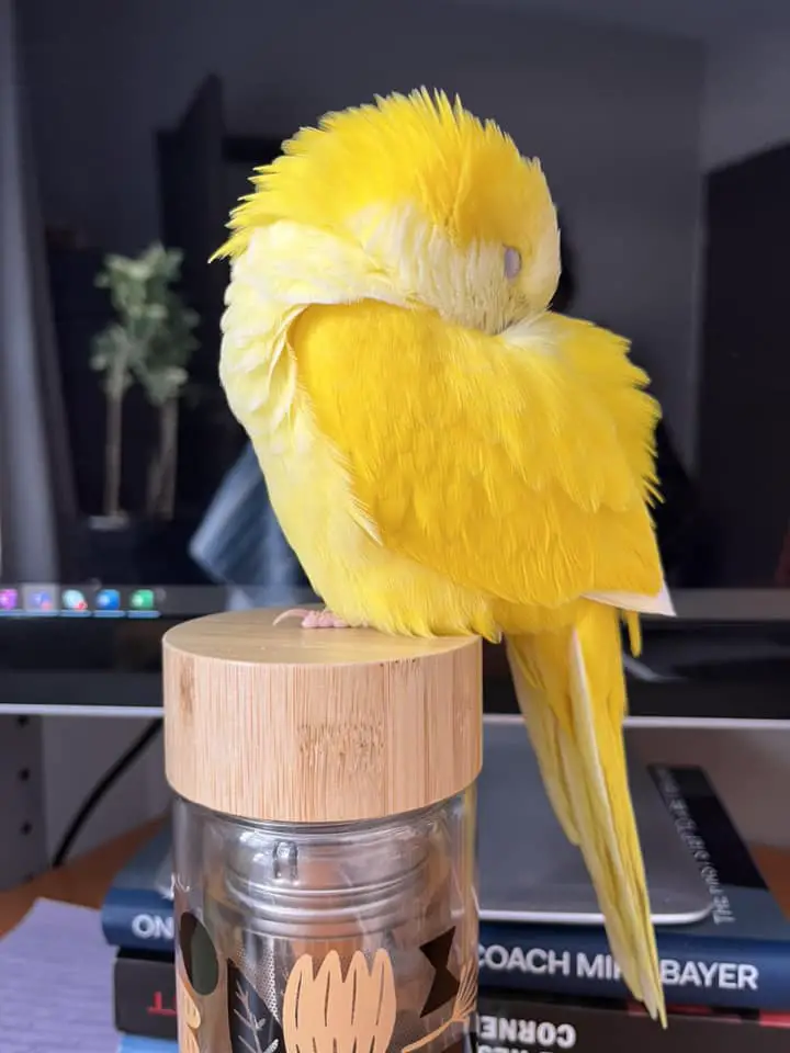Cockatiels Vs Quaker parrots: