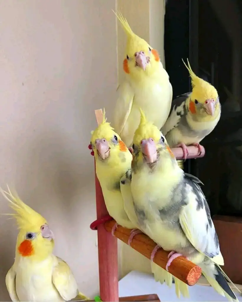 Cockatiels Vs Quaker parrots