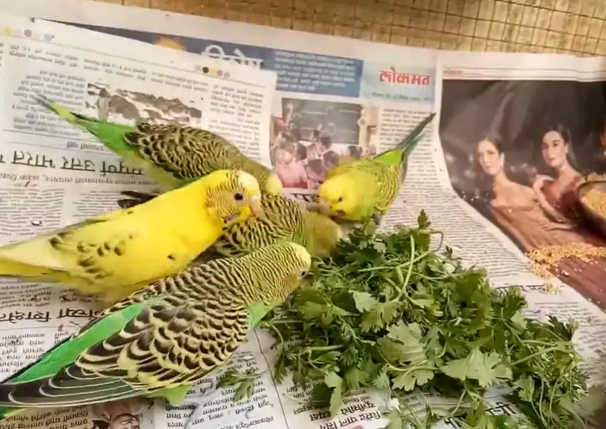 Can Parrots Eat Cilantro?