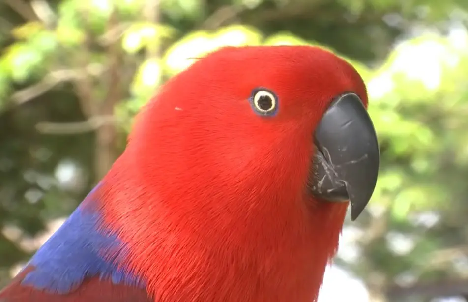 Eclectus parrot male vs female.
