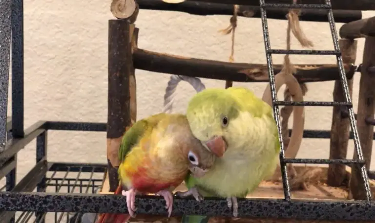 Quaker parrot vs Green Cheek Conure: differences and similarities.