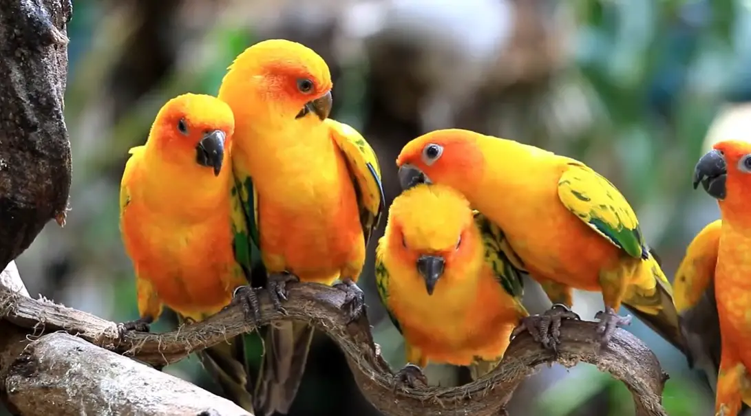 sun conure pros and cons