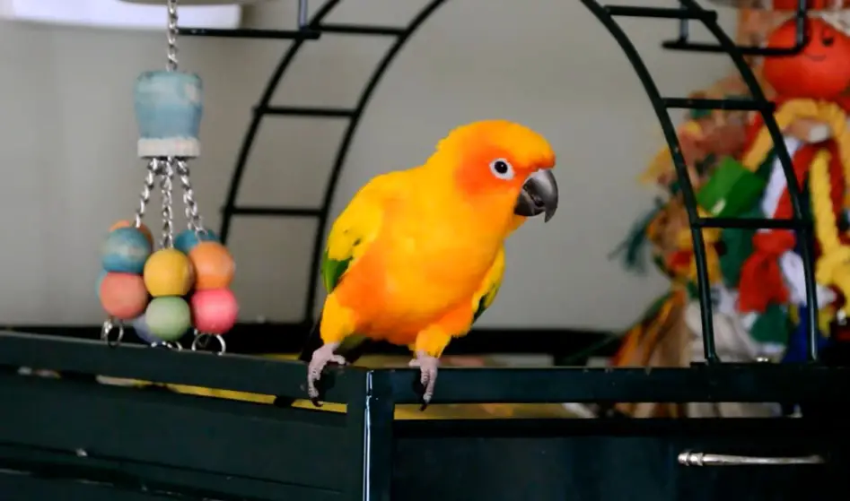 sun conure pros and cons