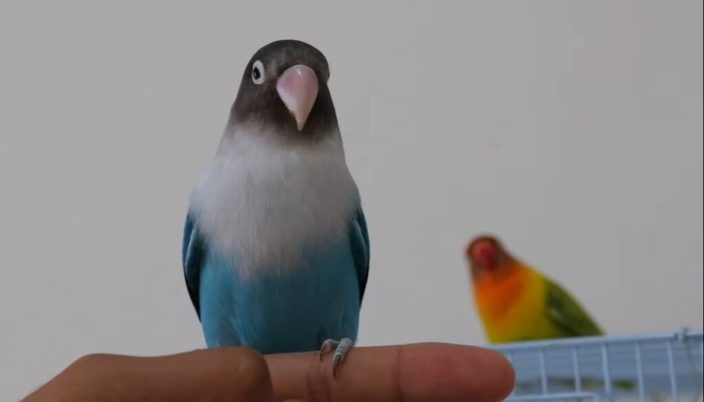 Parakeet vs Lovebird: Which One Makes a Better Pet?