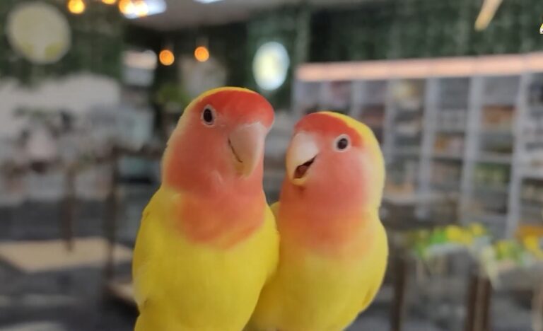 Parakeet vs Lovebird: Which One Makes a Better Pet?