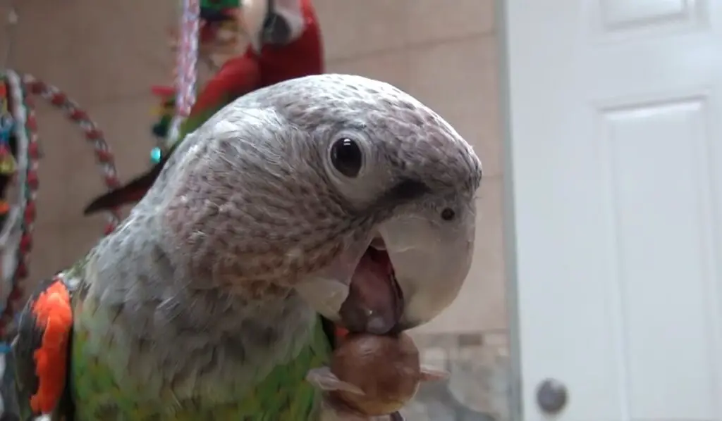Can Parrots Eat Hazelnuts?
