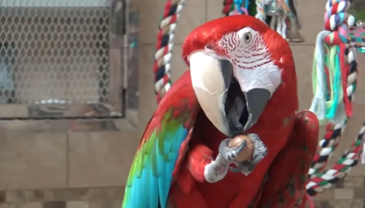 Can Parrots Eat Hazelnuts?