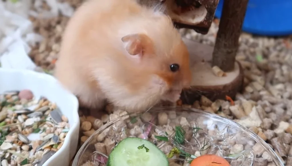 Can Birds Eat Hamster Food?