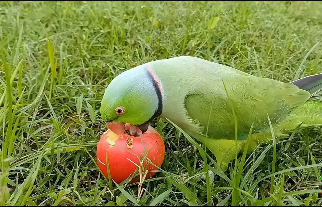 Can Parrots Eat Apples?
