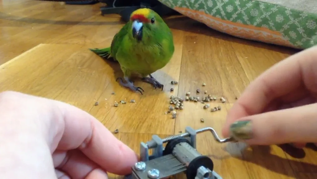 Can parrots eat hemp seeds?